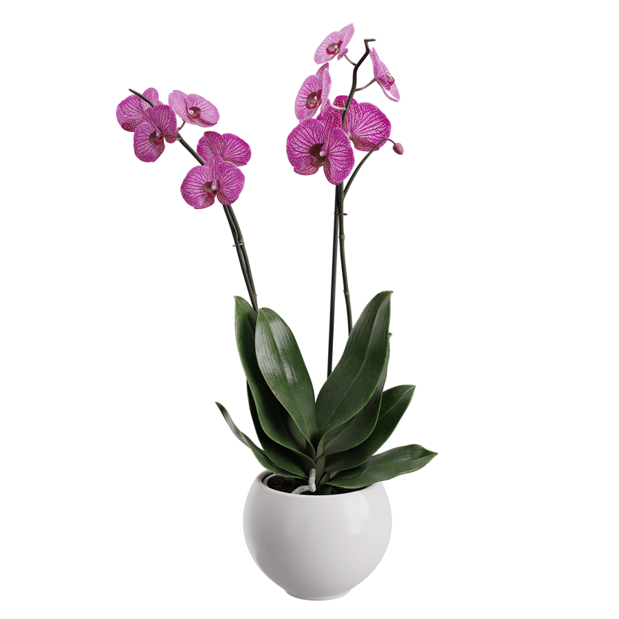 Orchid Plant Model, Purple