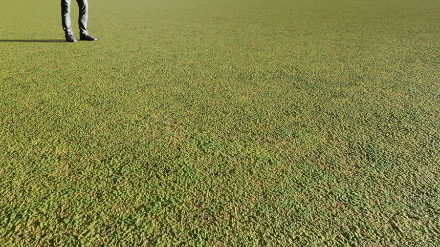 Clover and Grass Texture
