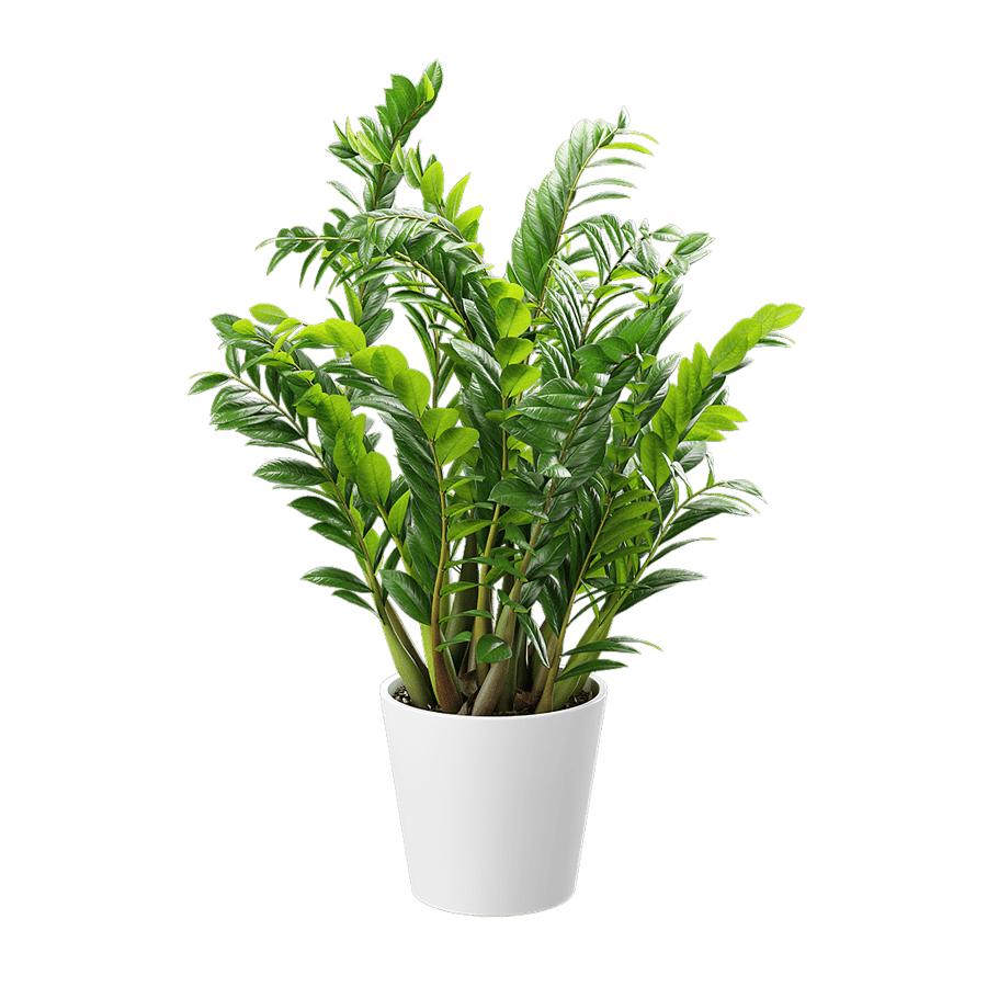 ZZ Zanzibar Gem Potted Plant Model