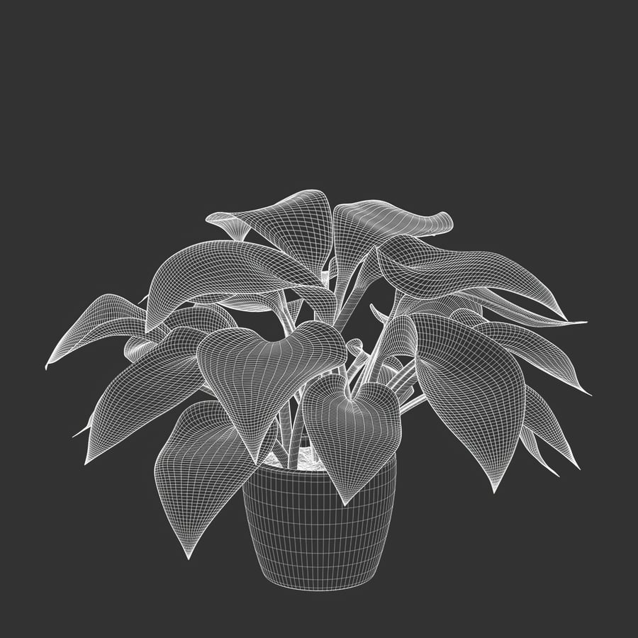 Plantain Lily Plant Potted Plant Model