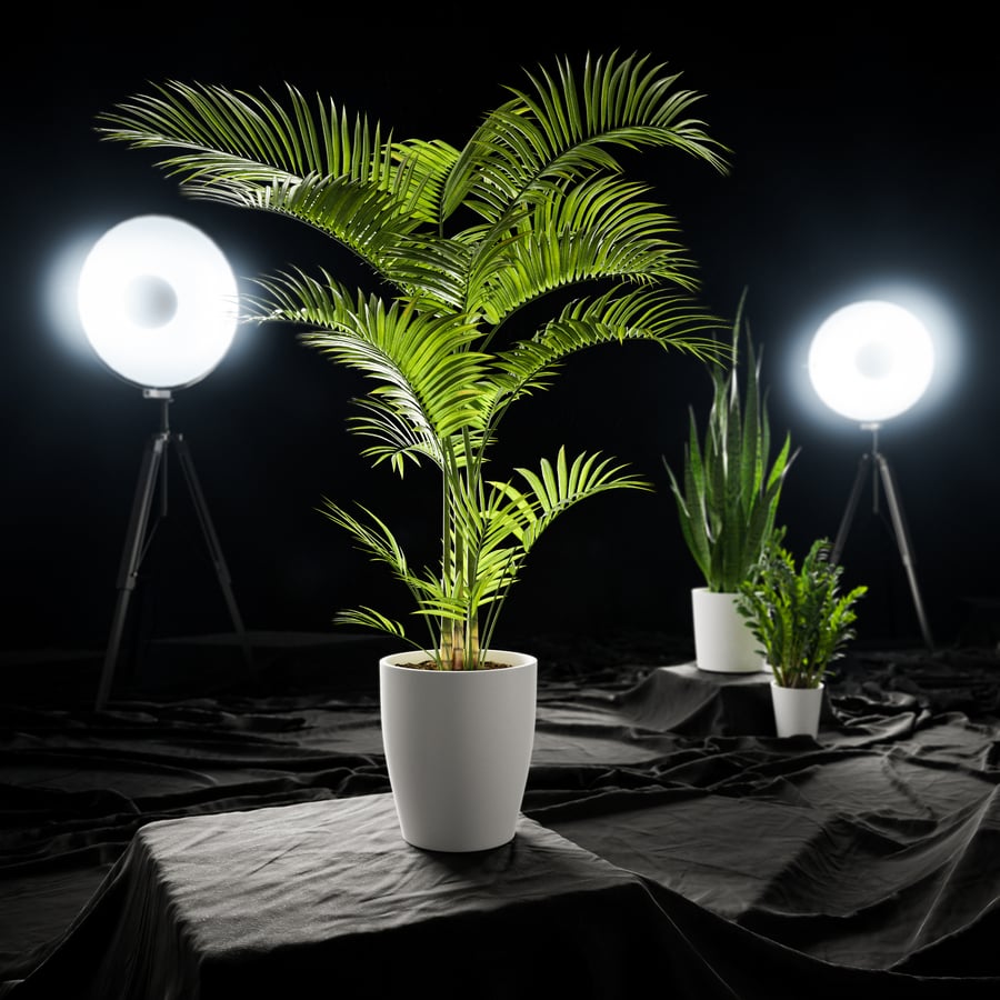 Planta em vaso Palmeira-de-salão Modelo