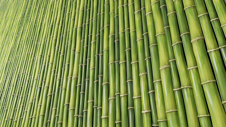 Bamboo Wall Texture, Yellowing Green