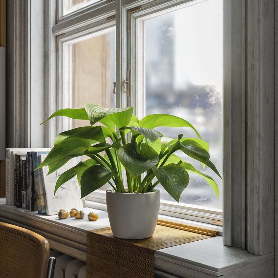Planta de lírio-banana em vaso Modelo