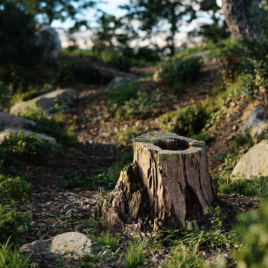 Short Cut Decaying Hollow Stump Model