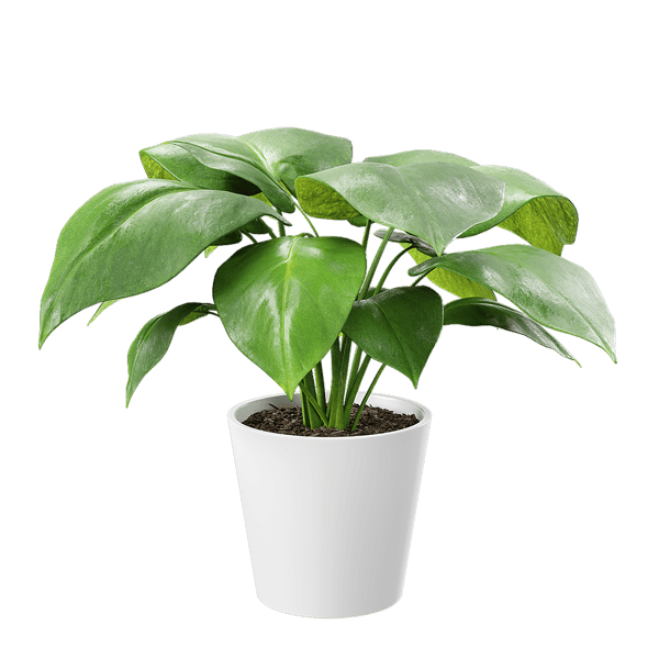 Model Tanaman Pot Tanaman Monstera Muda