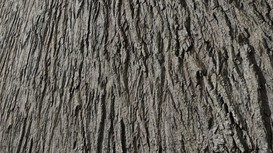 Poplar Bark Texture