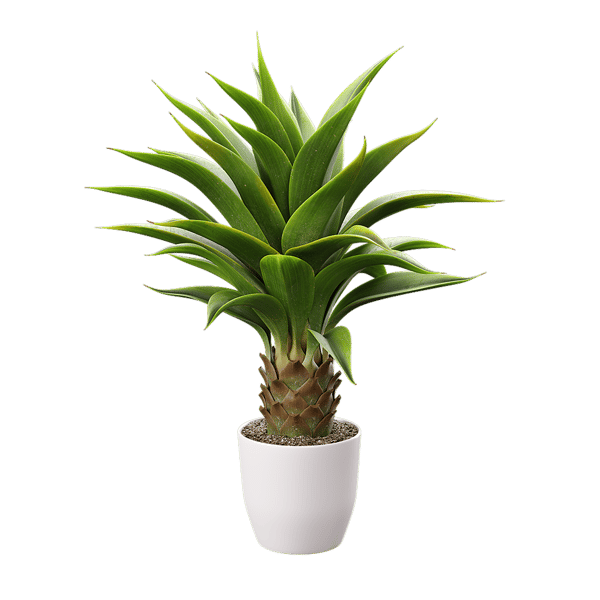 Planta de agave Modelo de planta suculenta em vaso