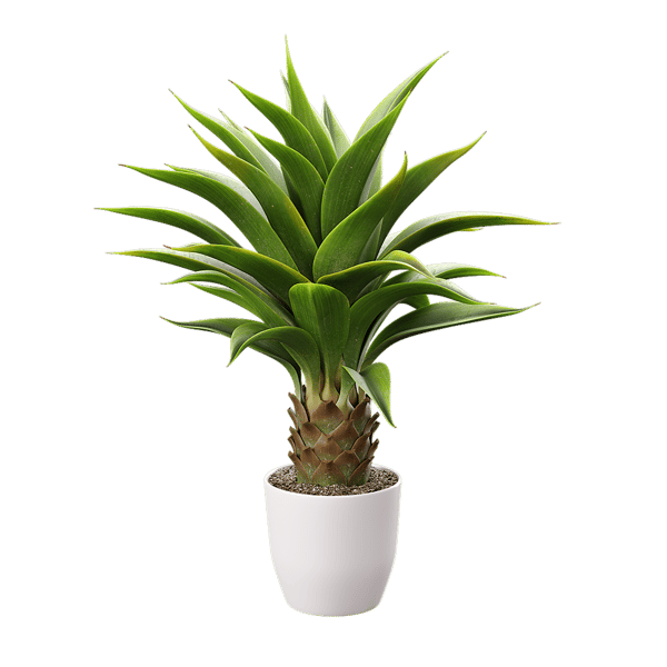 Agave Plant Succulent Potted Plant Model