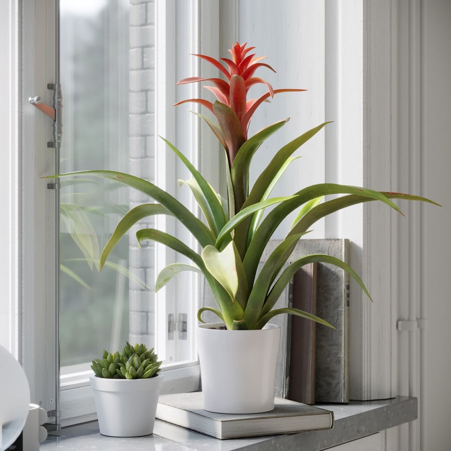 Modelo de planta bromélia