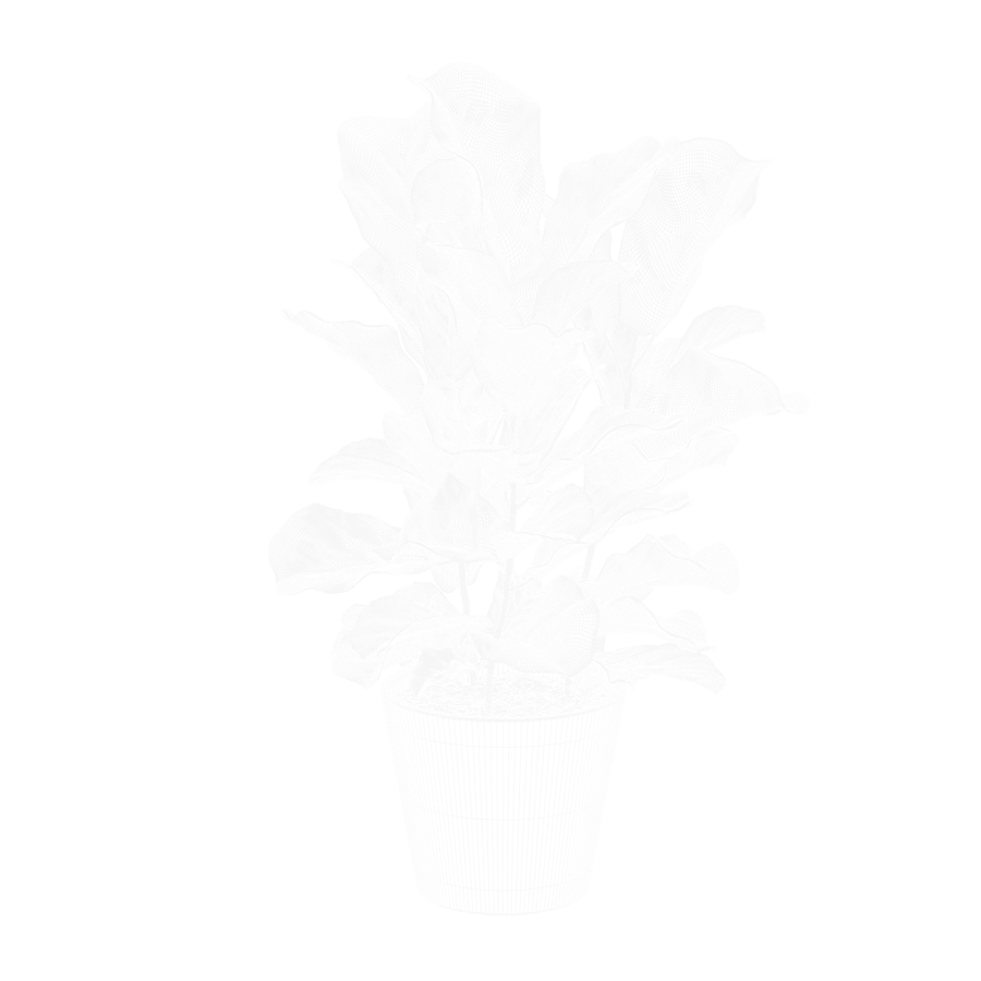 Modelo de planta de figueira-lira