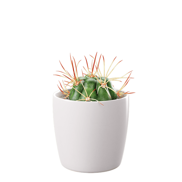 Baby Euphorbia Cactus Potted Plant Model