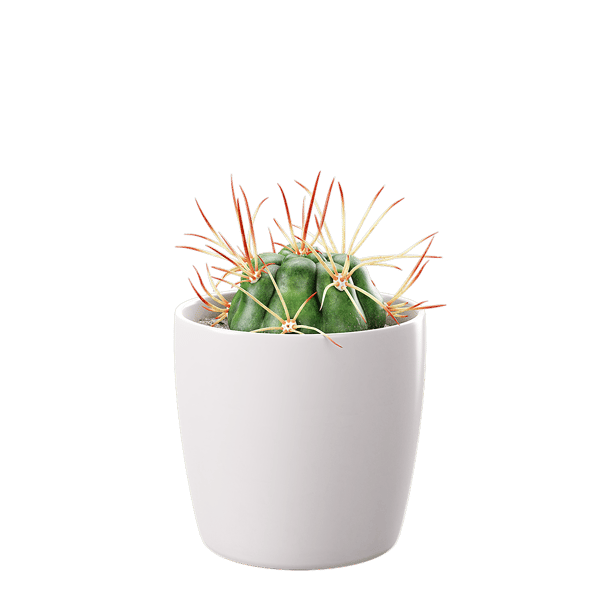 Baby Euphorbia kaktusz cserepes növény modell