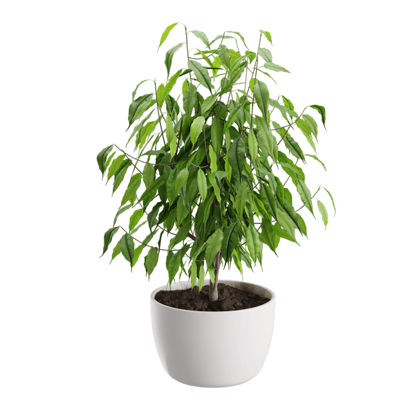 Ficus Benjamina Plant Model