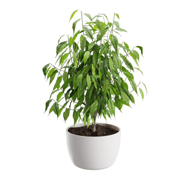 Modelo de planta Ficus Benjamina