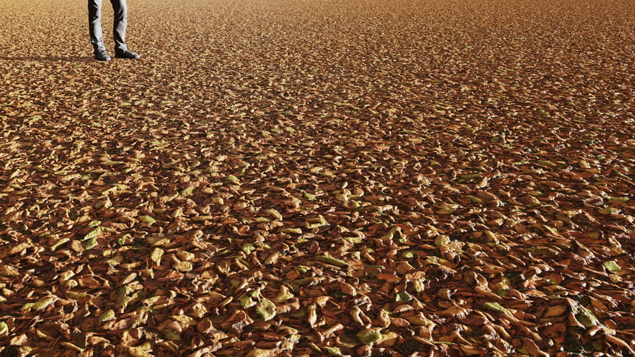 Small Fallen Leaves Ground Texture