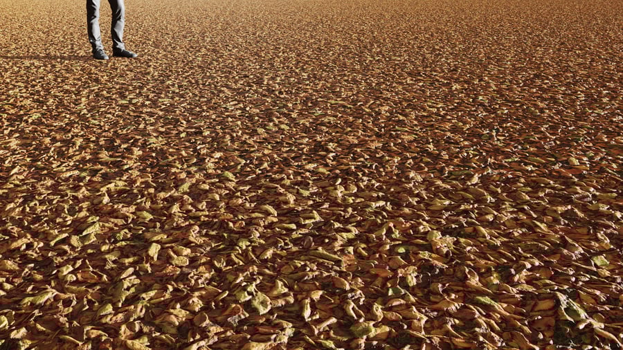 Textura de pequenas folhas caídas