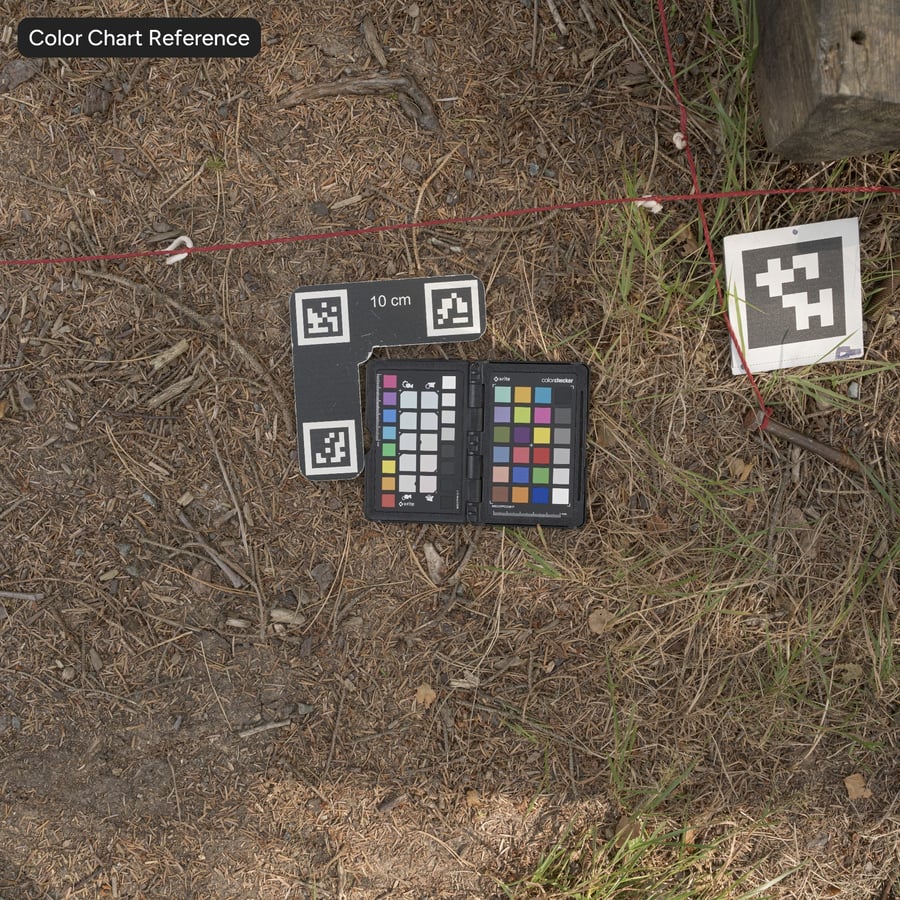 Vuil en dennenborstel op grondtextuur