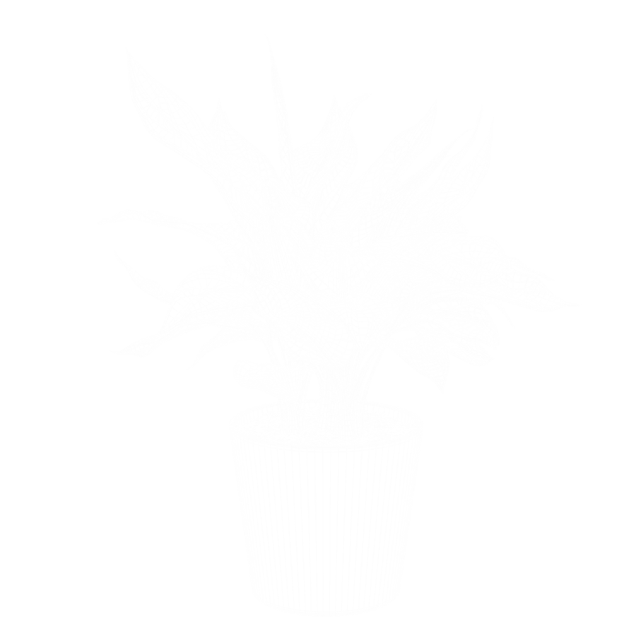 Aglaonema Plant Model