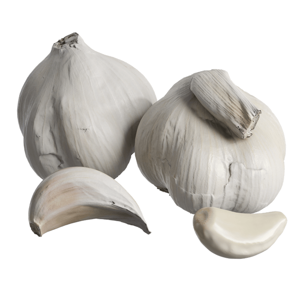 Garlic Models