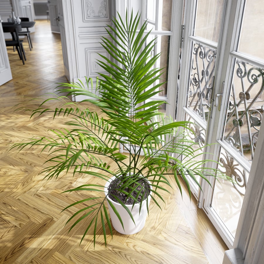 Planta em vaso Bangalow Palm Modelo