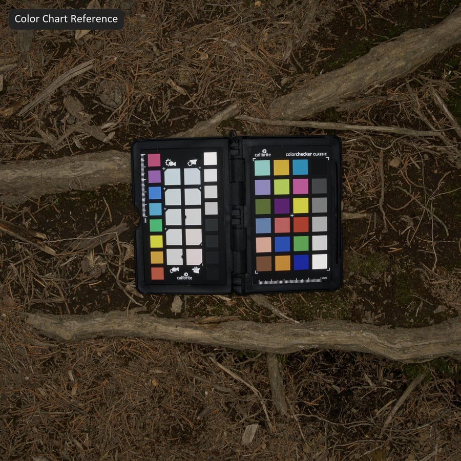 森の地面の木の根のテクスチャー