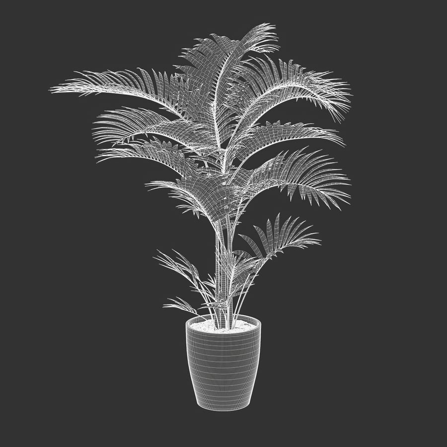 Planta em vaso Palmeira-de-salão Modelo