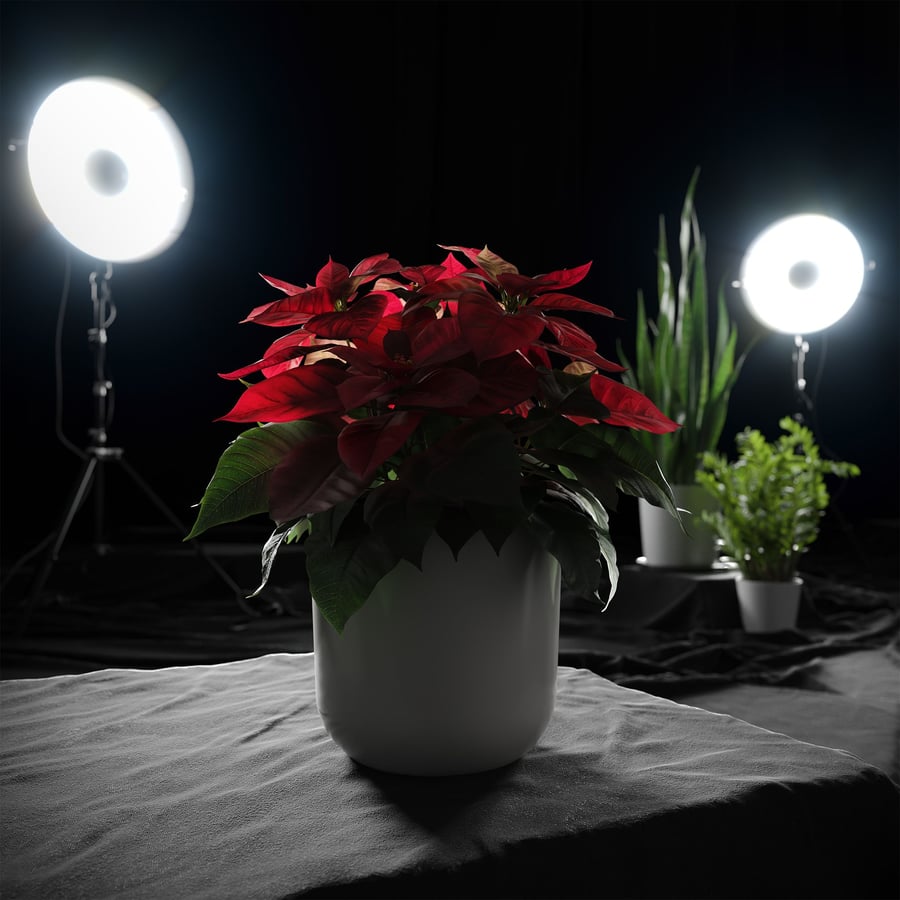 Modelo de planta de poinsétia