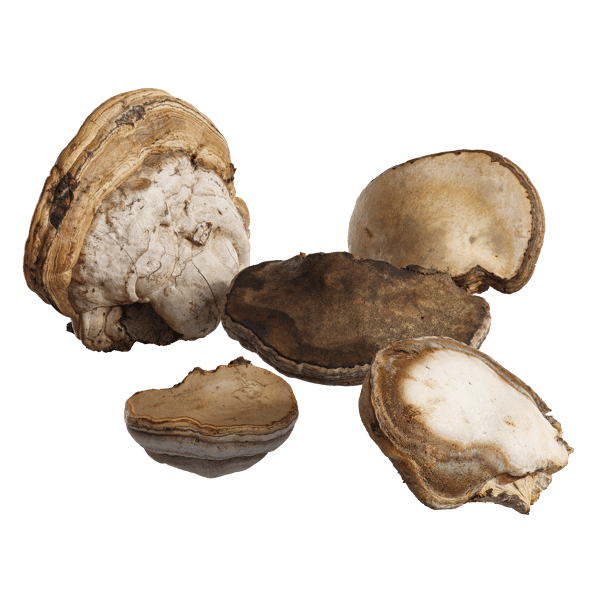 Big Polypores Tree Fungus Models Collection