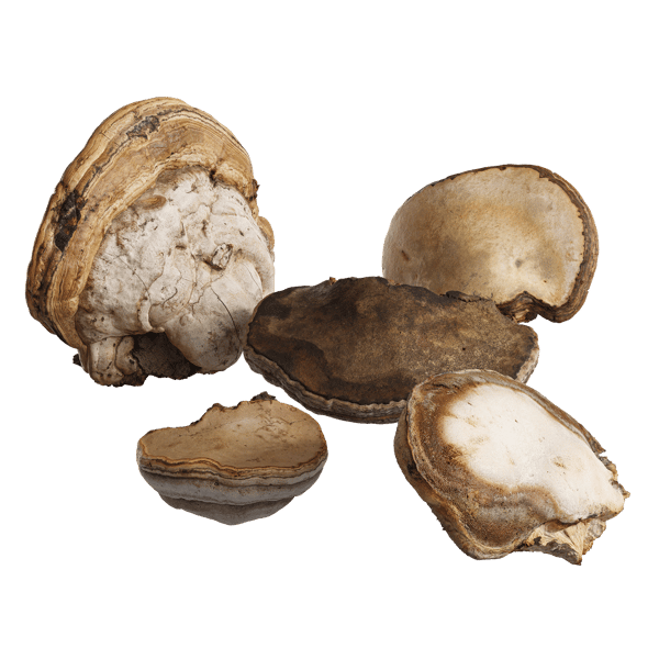 Velká sbírka modelů stromových hub Polypores
