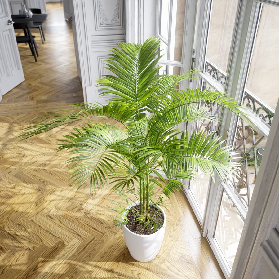 Planta em vaso Palmeira-de-salão Modelo