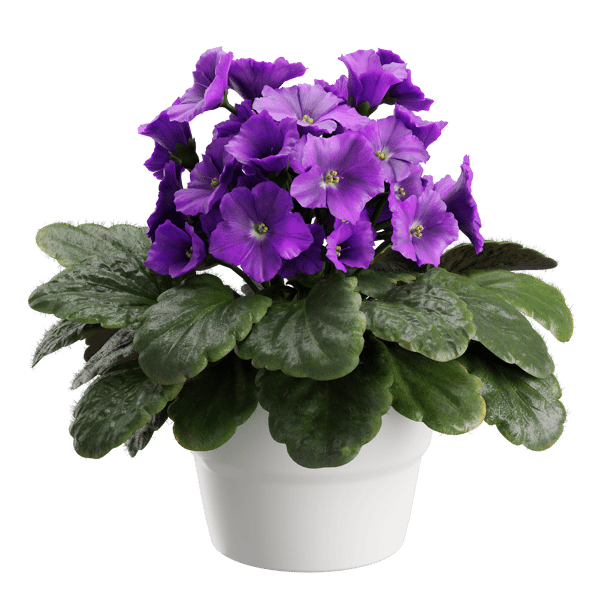 African Violet Plant Model