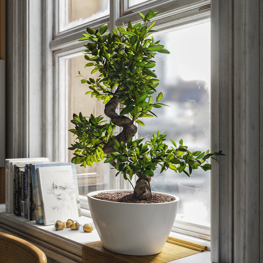 Modelo de planta em vaso bonsai