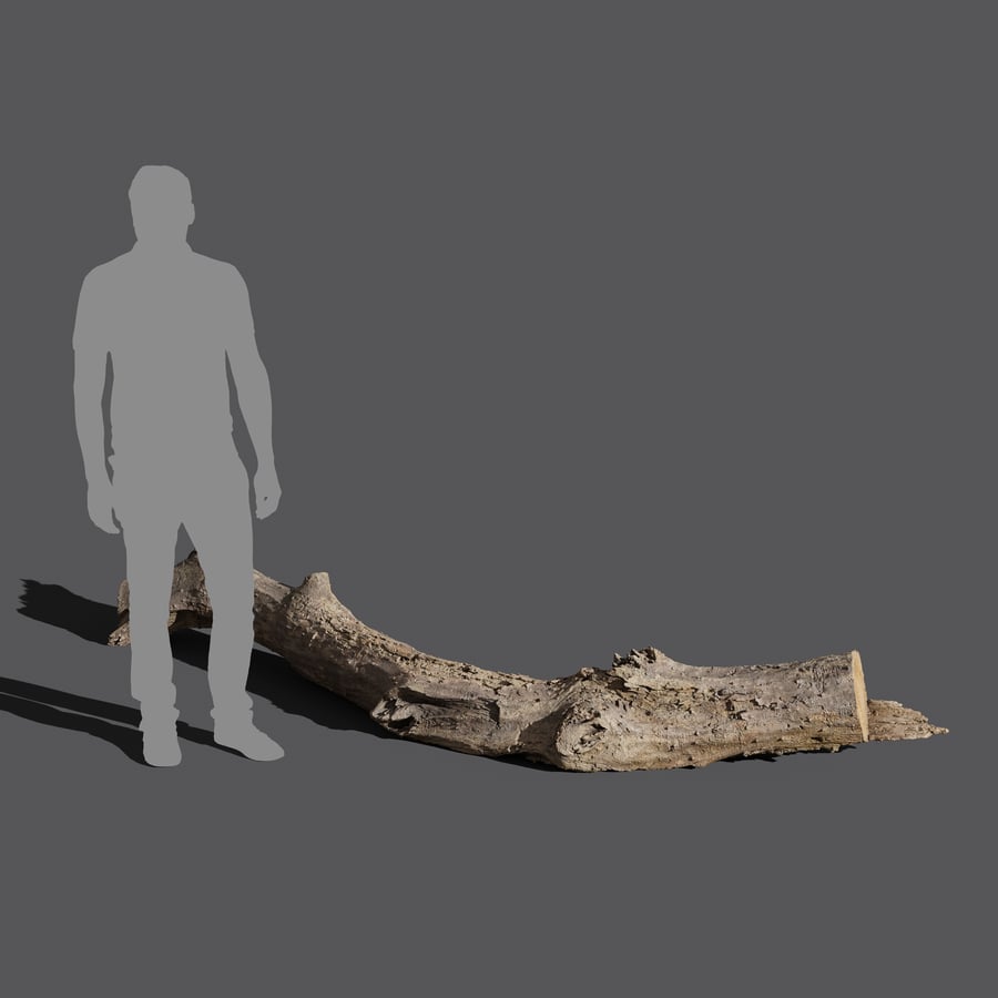 Modelo de tronco lascado médio