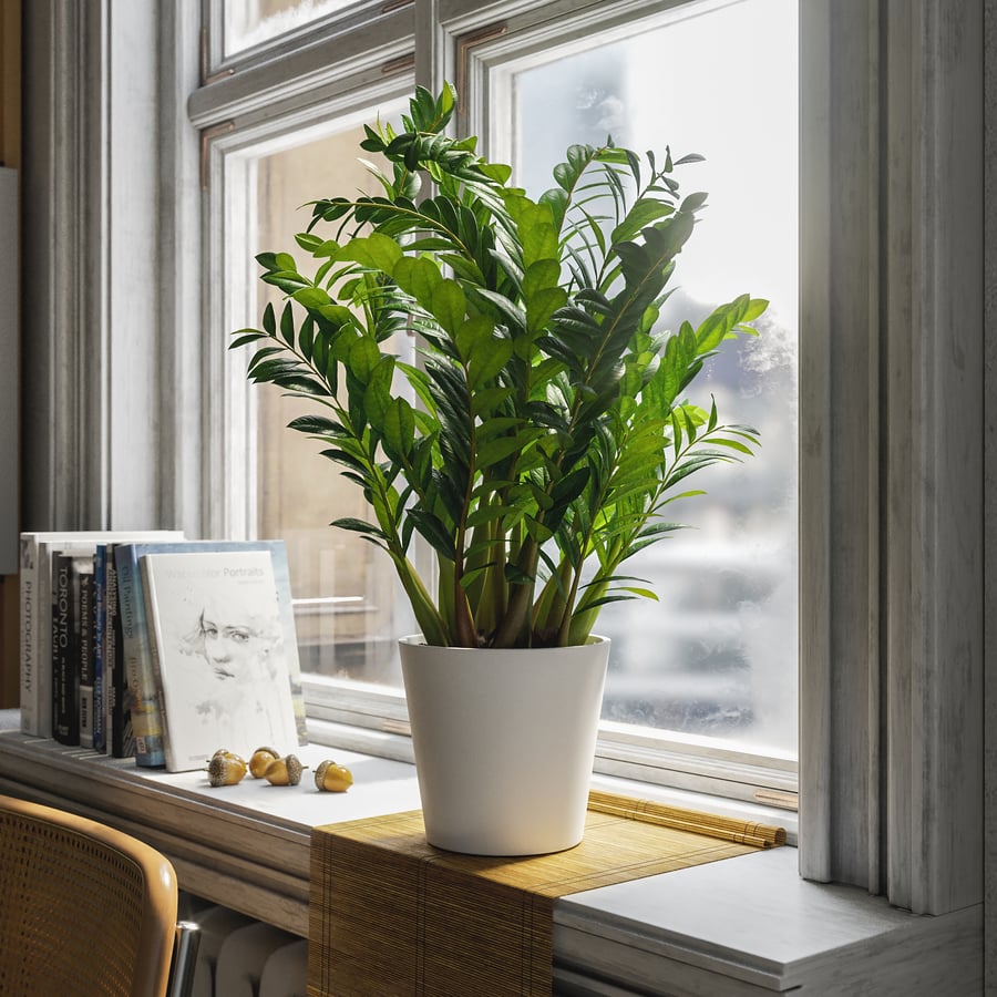ZZ Zanzibar Gem Planta em vaso Modelo