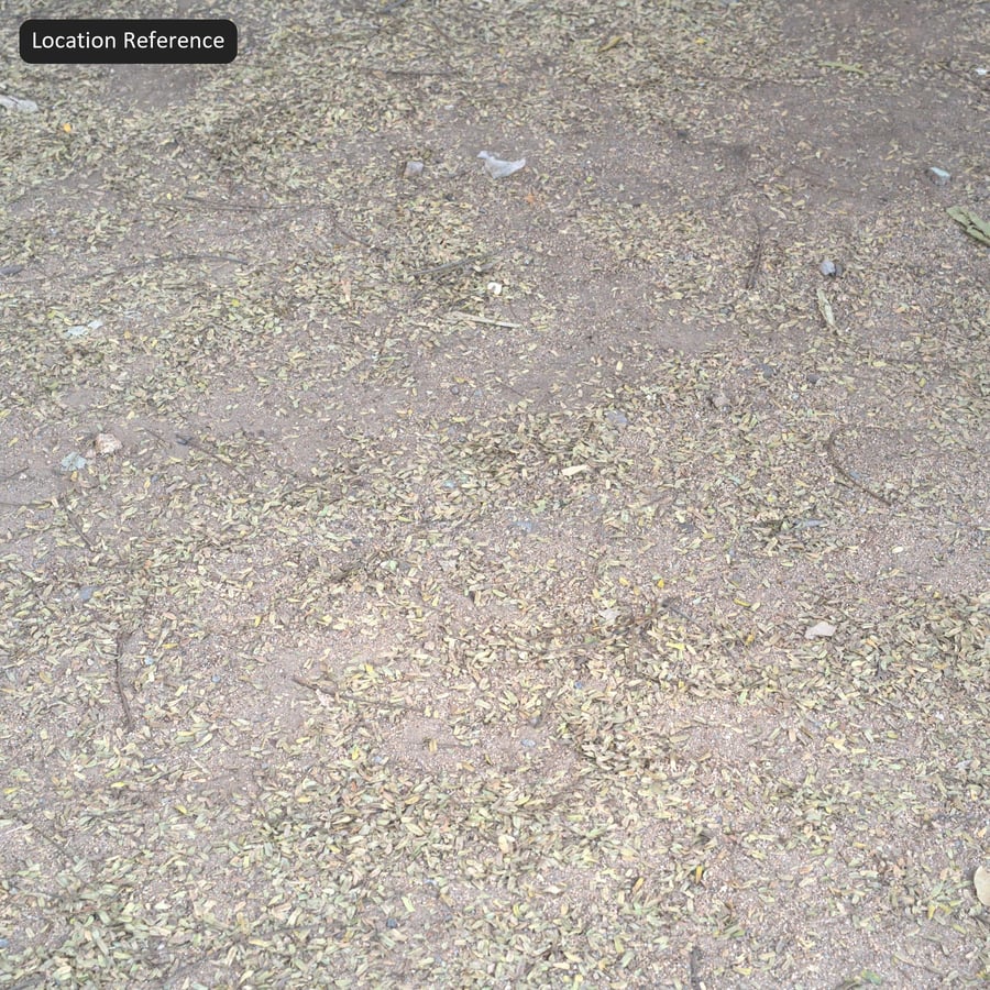 Compacted Earth with Seed and Leaf Debris Texture, Brown
