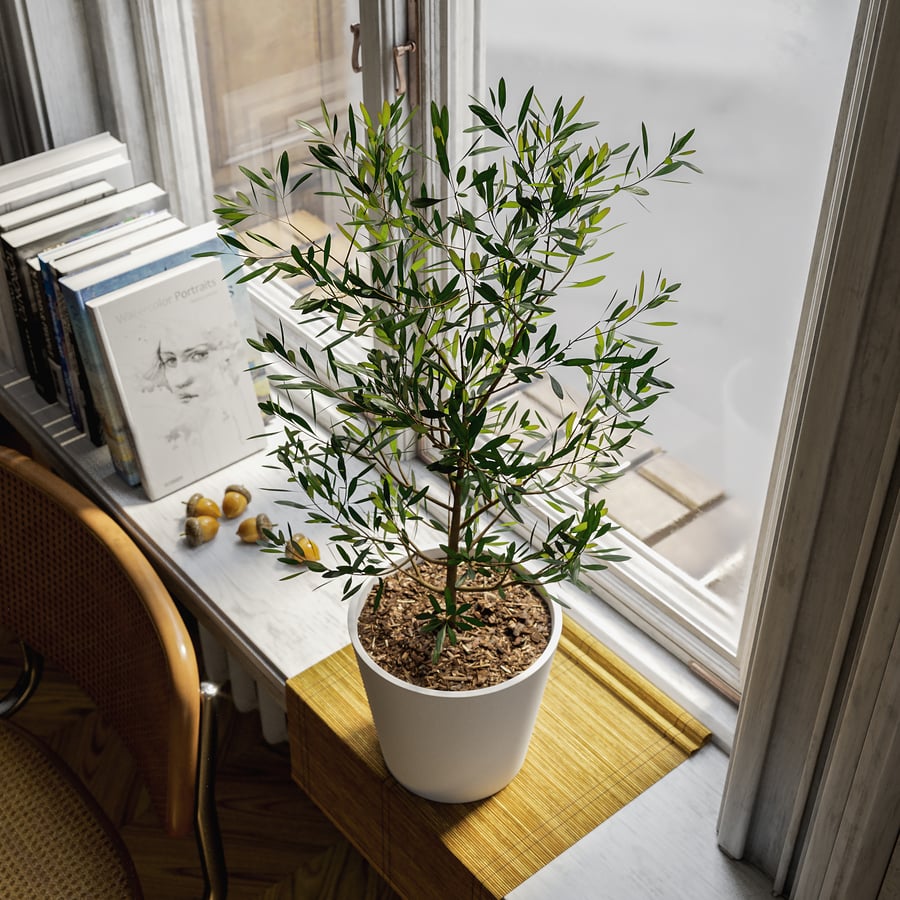 Modelo de planta em vaso de oliveira jovem