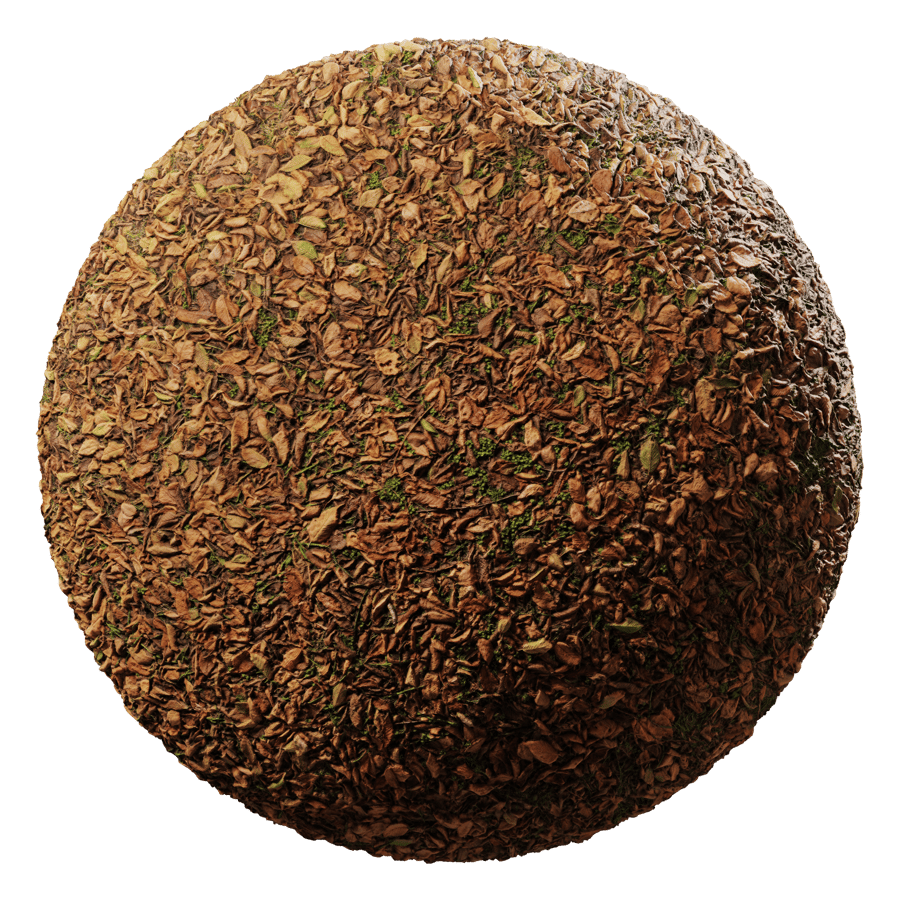 Dried Elm Leaves Ground Texture