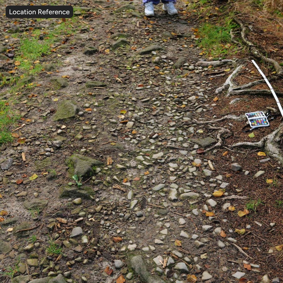 Bladeren op rotsachtige grond Vuilpadtextuur