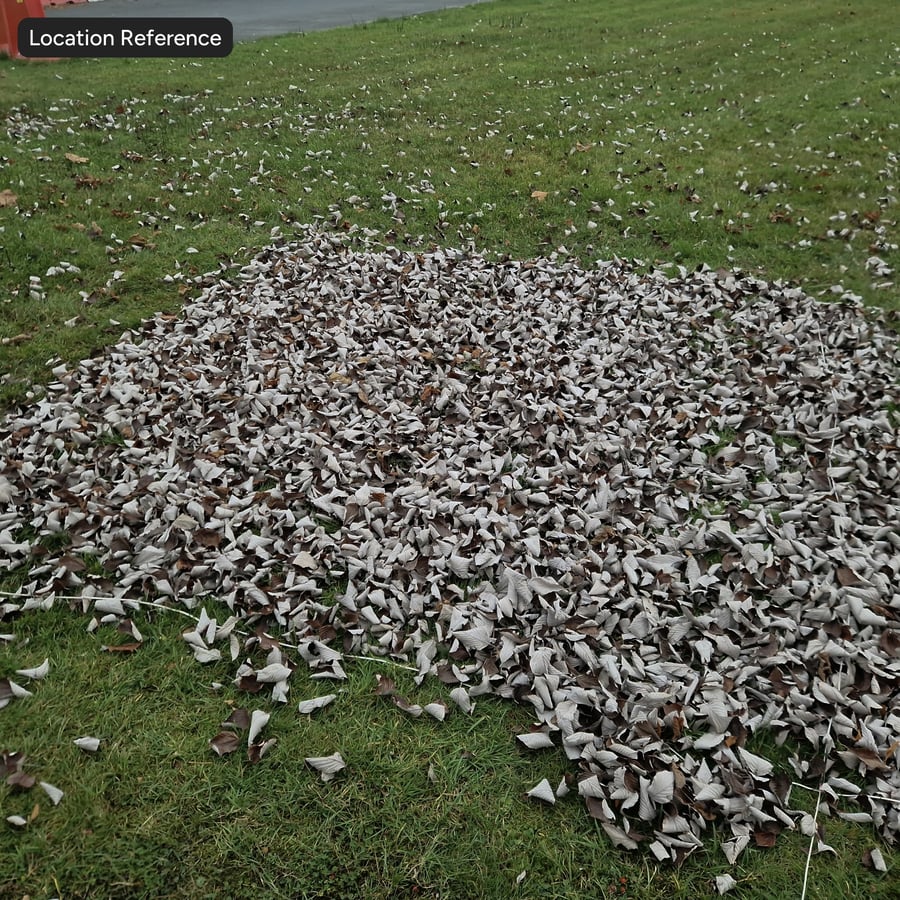 Texture des feuilles tombées sur le sol