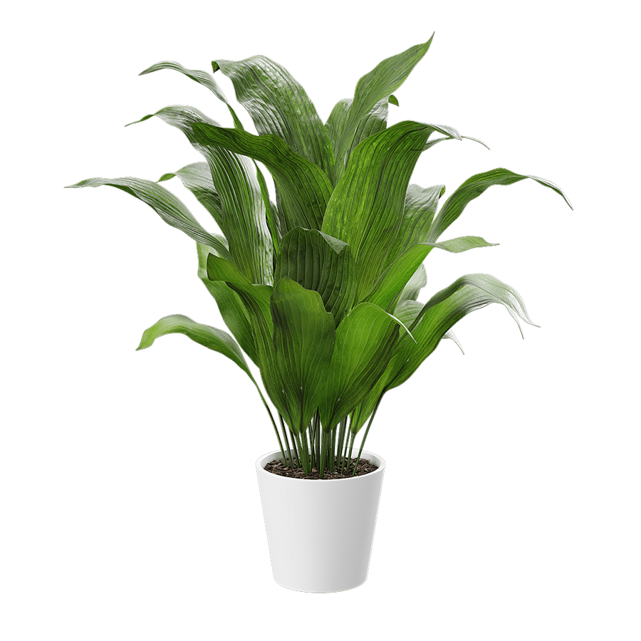 Cast Iron Plant Potted Plant Model