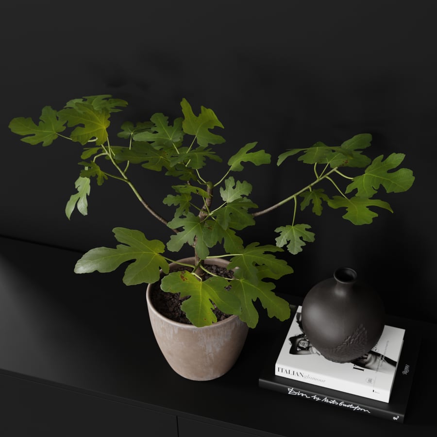 Small Potted Fig Plant Model