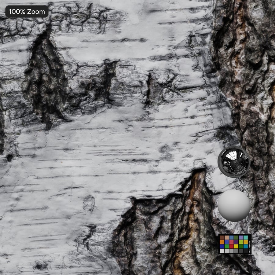 Weathered Birch Bark Texture