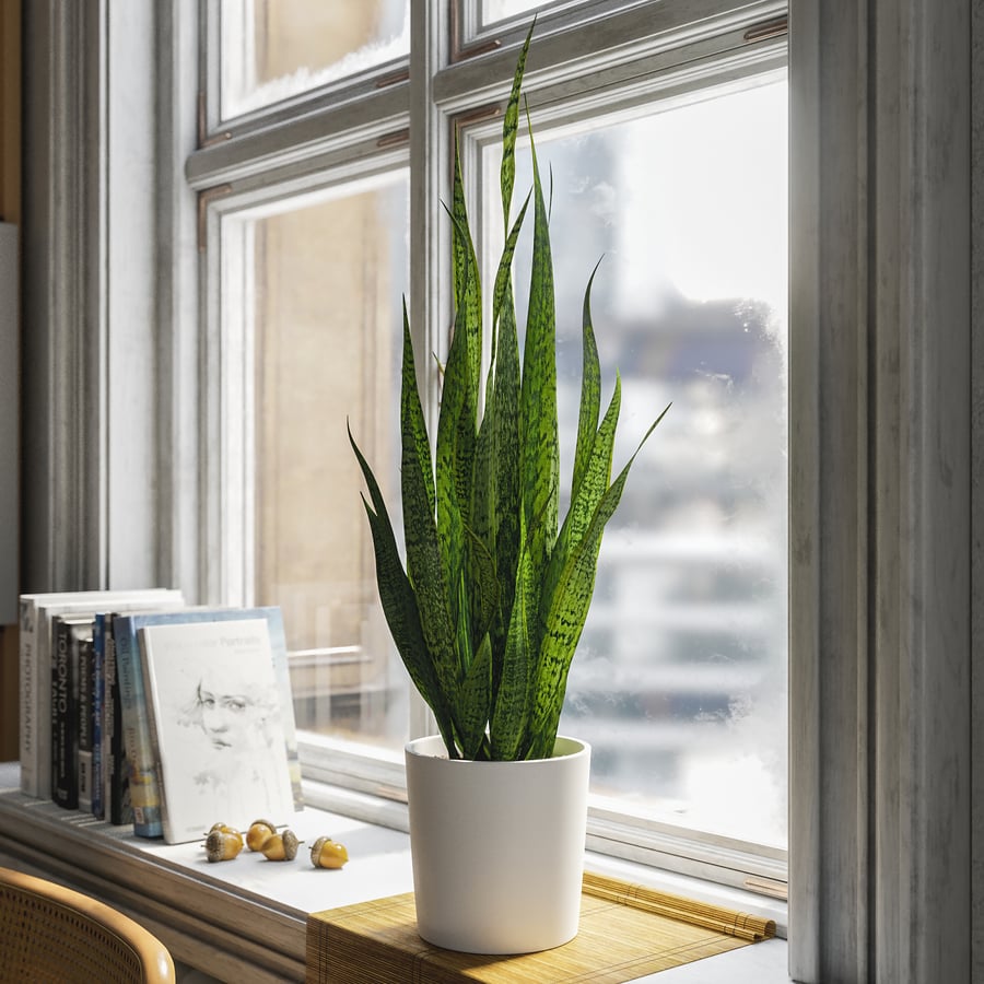 Planta alta de sansevieria em vaso Modelo