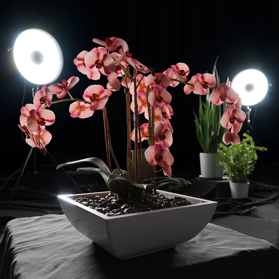 Orchid Plant Model, Red