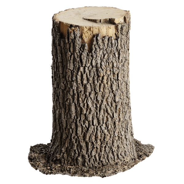 Medium Fresh Cut Deciduous Stump Model