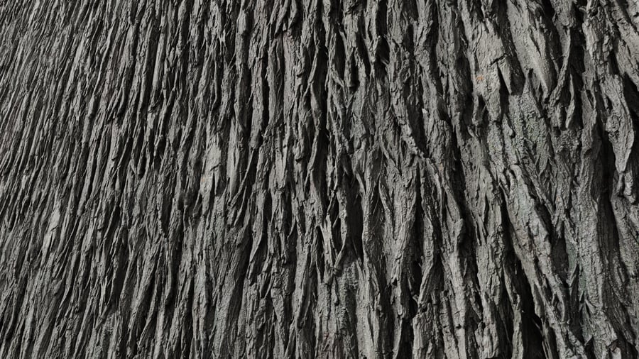 Hickory Bark Texture