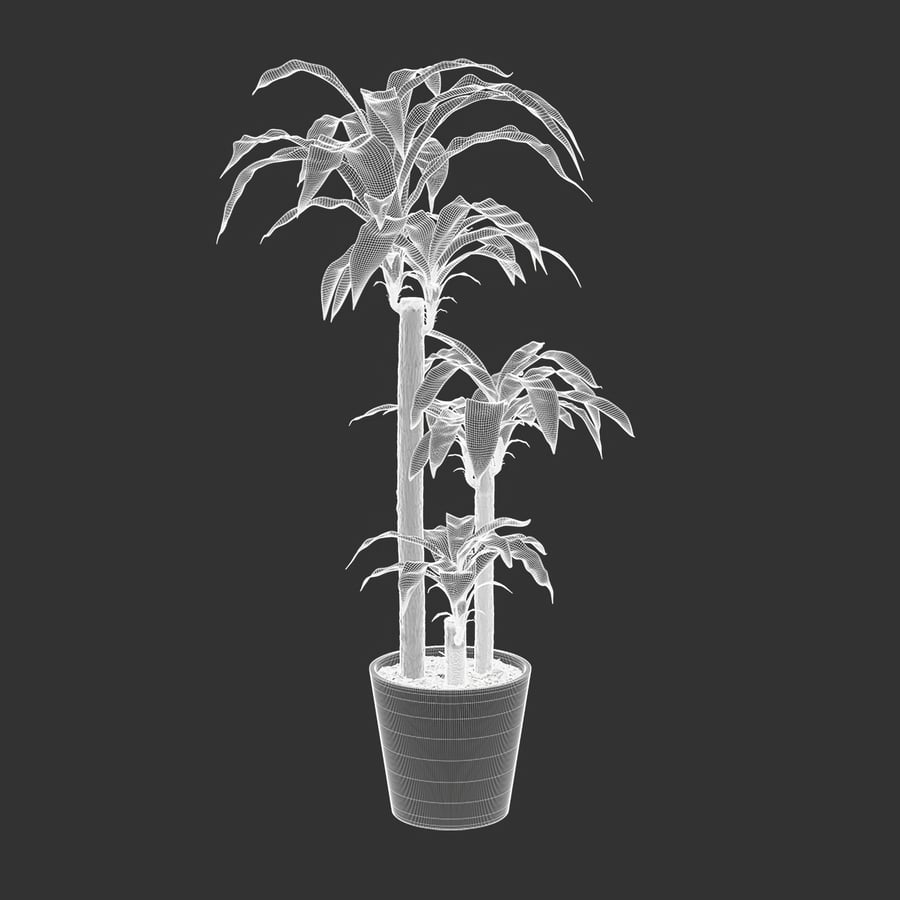 Dracaena Mass Cane Potted Plant Model