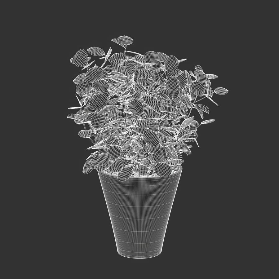 Young Silver Dollar Eucalyptus Plant Potted Plant Model