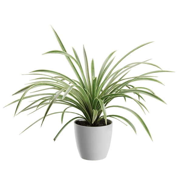 蜘蛛植物模型