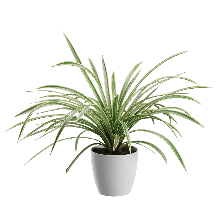 Spider Plant Model